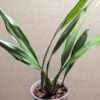 Coelogyne intermedia