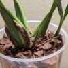 Coelogyne intermedia