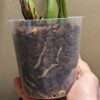 Coelogyne intermedia