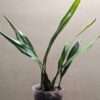 Coelogyne intermedia