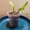 Coelogyne ovalis ‘white’ orchid plant