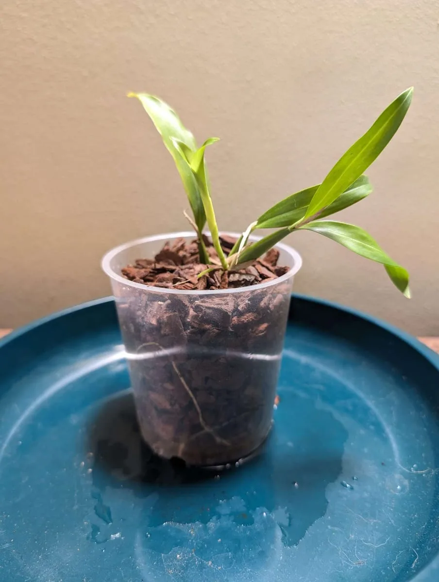 Coelogyne ovalis ‘white’ orchid plant