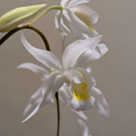 Coelogyne intermedia