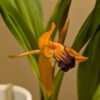 Coelogyne ecarinata x speciosa