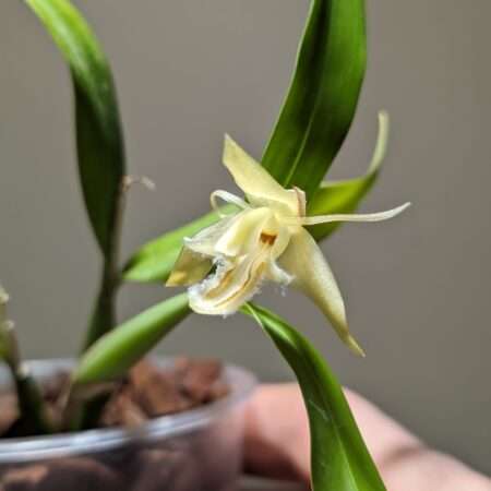 Coelogyne ovalis ‘white’ orchid flower