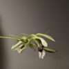 Coelogyne Rebecca Howe orchid flower