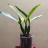 guarechea green hornet miva etoile