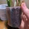 maxillaria cucullata