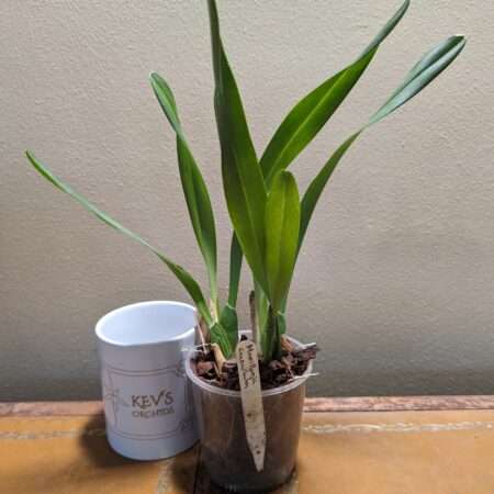 maxillaria cucullata