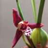 maxillaria tenuifolia malibu