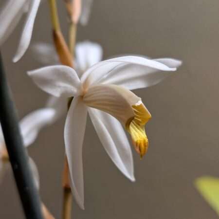 Coelogyne pachystachya.