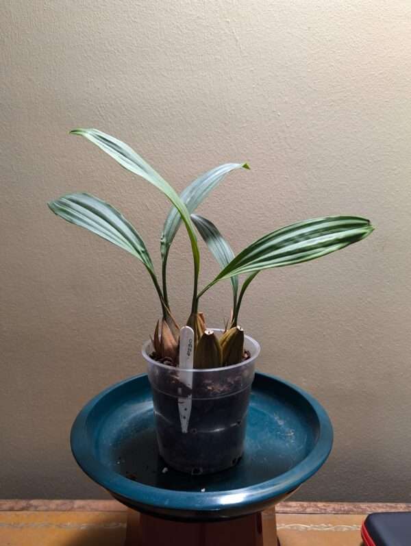 Coelogyne pachystachya - Image 3