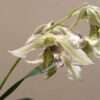 Dendrobium Roy Tokunaga - Image 2