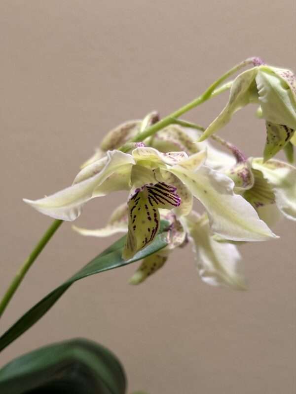 Dendrobium Roy Tokunaga - Image 2