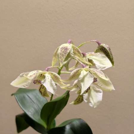 Dendrobium Roy Tokunaga