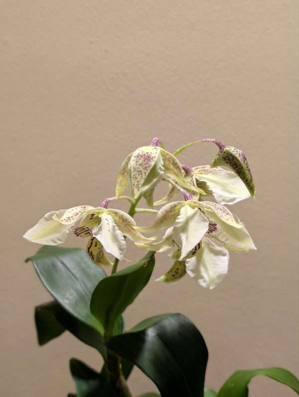 Dendrobium Roy Tokunaga