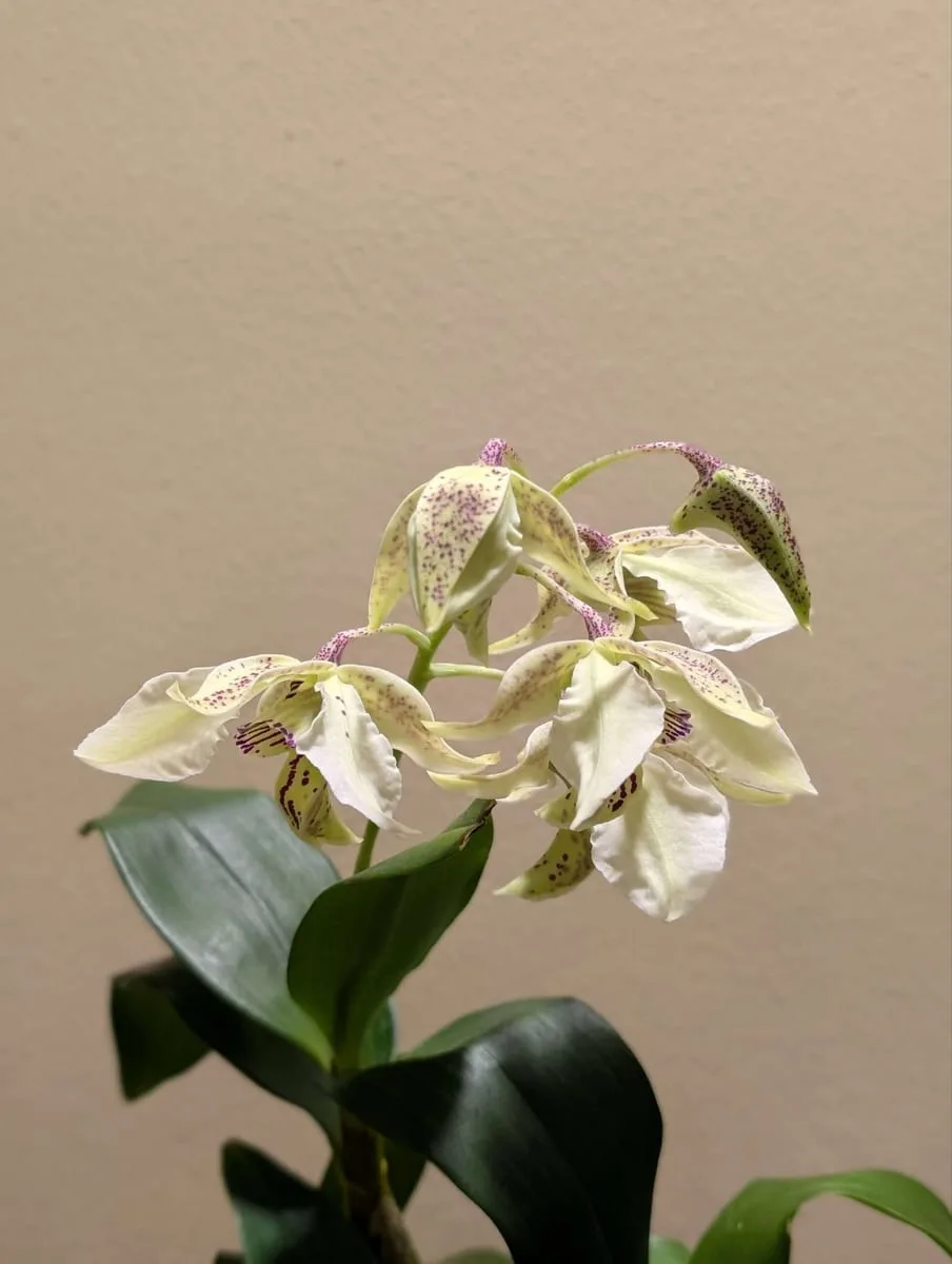 Dendrobium Roy Tokunaga