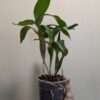 Dendrobium Roy Tokunaga - Image 4