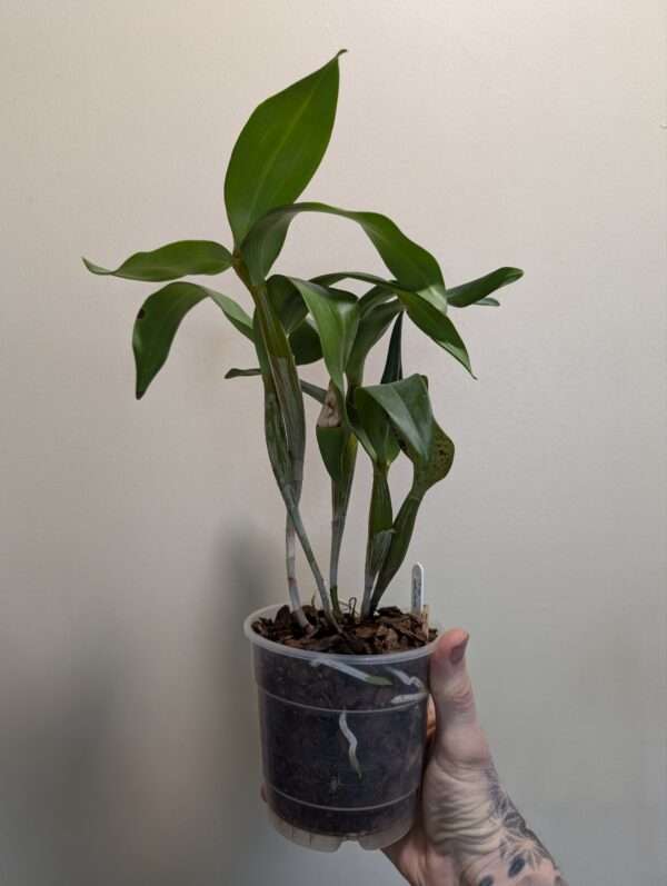 Dendrobium Roy Tokunaga - Image 4