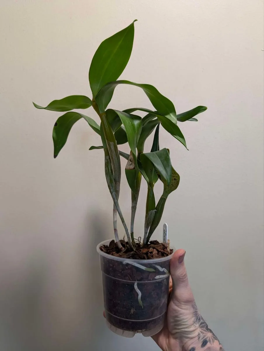 Dendrobium Roy Tokunaga - Image 4