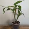 Dendrobium Roy Tokunaga - Image 3
