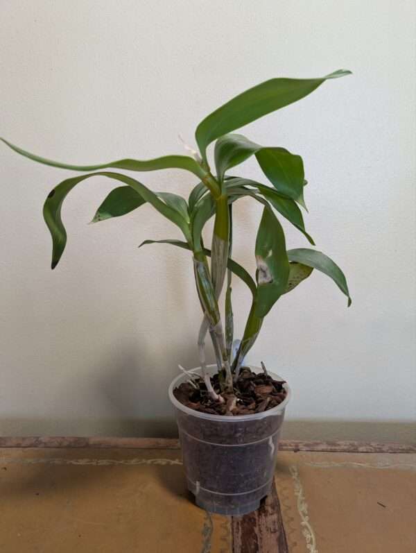 Dendrobium Roy Tokunaga - Image 3