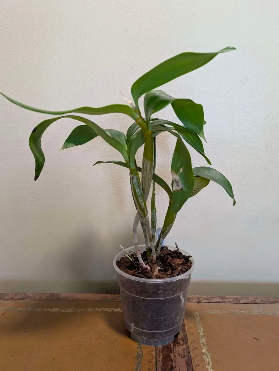 Dendrobium Roy Tokunaga - Image 3