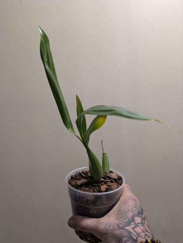 Coelogyne  lawrenceana x punctulata - Image 3