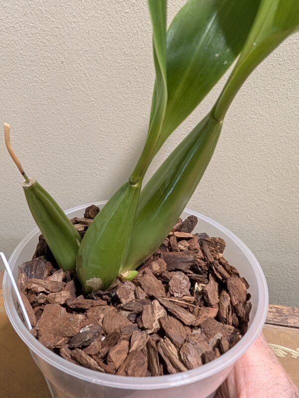 Coelogyne  lawrenceana x punctulata - Image 5