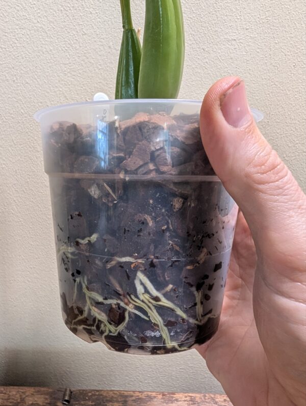 Coelogyne  lawrenceana x punctulata - Image 2