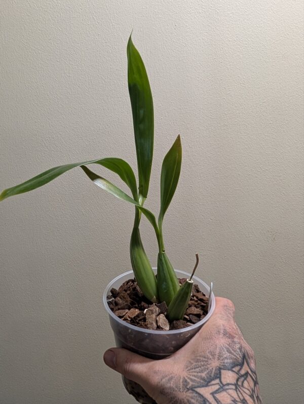 Coelogyne  lawrenceana x punctulata - Image 4
