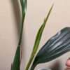 Coelogyne Orchideengarten Sabine - Image 3