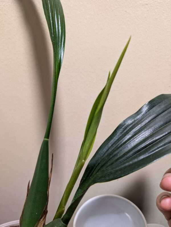 Coelogyne Orchideengarten Sabine - Image 3