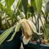 Coelogyne Orchideengarten Sabine