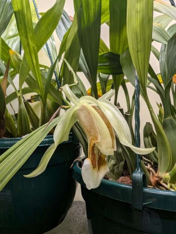 Coelogyne Orchideengarten Sabine