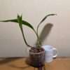 Coelogyne mayeriana
