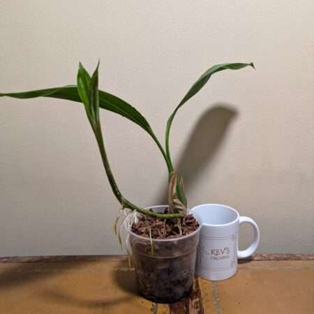 Coelogyne mayeriana