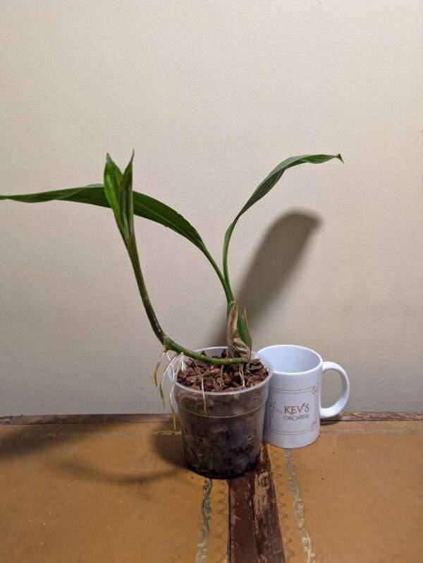 Coelogyne mayeriana