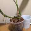 Coelogyne mayeriana - Image 2