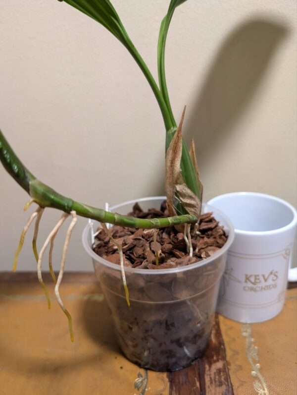Coelogyne mayeriana - Image 2