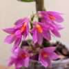 Dendrobium Hibiki 9cm