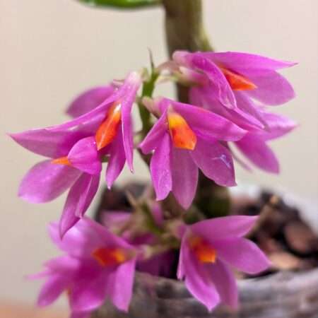 Dendrobium Hibiki 9cm