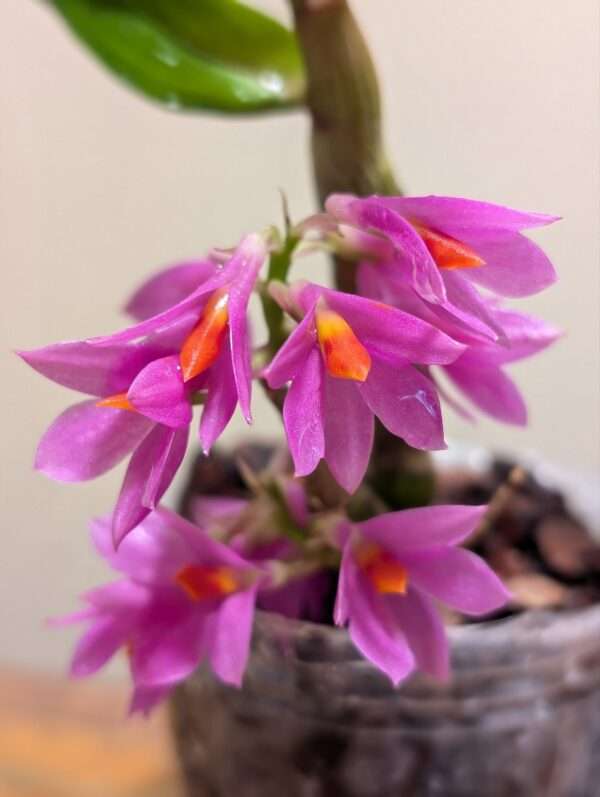 Dendrobium Hibiki 7cm starter plant