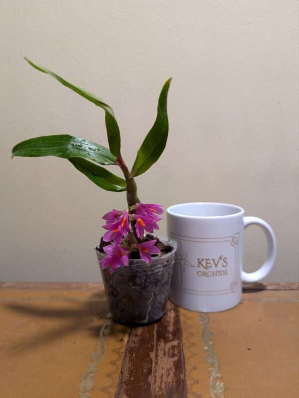 Dendrobium Hibiki 7cm starter plant - Image 2