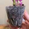 Dendrobium Hibiki 9cm - Image 3
