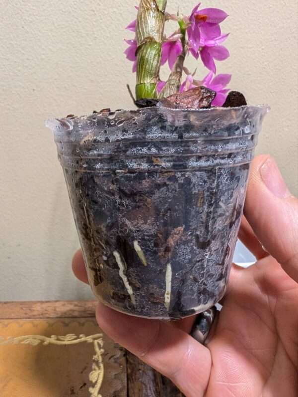 Dendrobium Hibiki 7cm starter plant - Image 3
