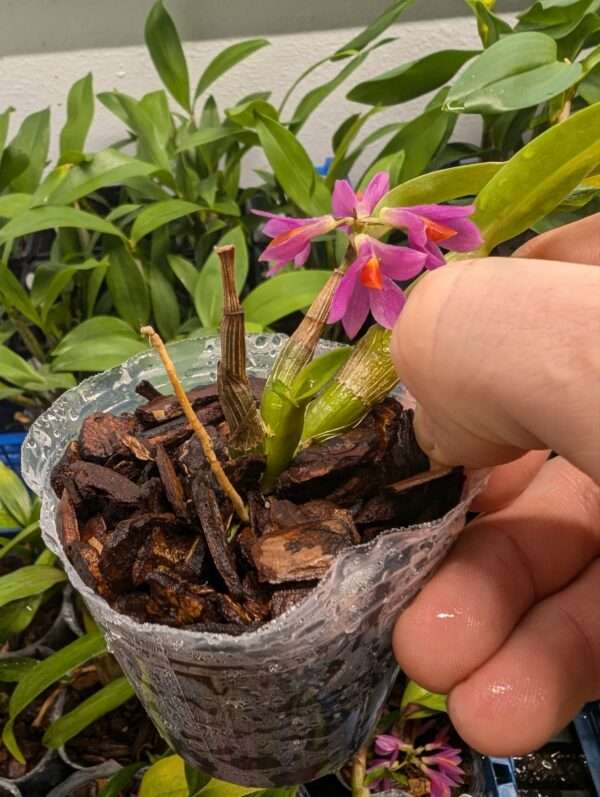 Dendrobium Hibiki 7cm starter plant - Image 4