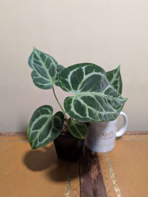 Anthurium Crystallinum "Silver Blush"