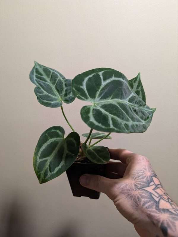 Anthurium Crystallinum "Silver Blush" - Image 2