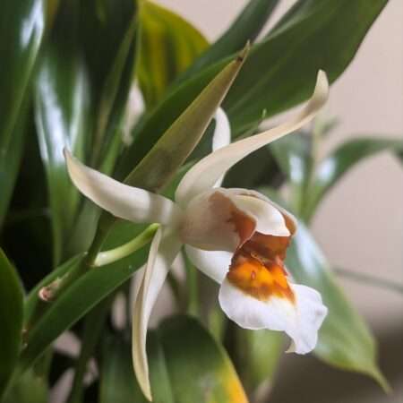 Coelogyne  lawrenceana x punctulata